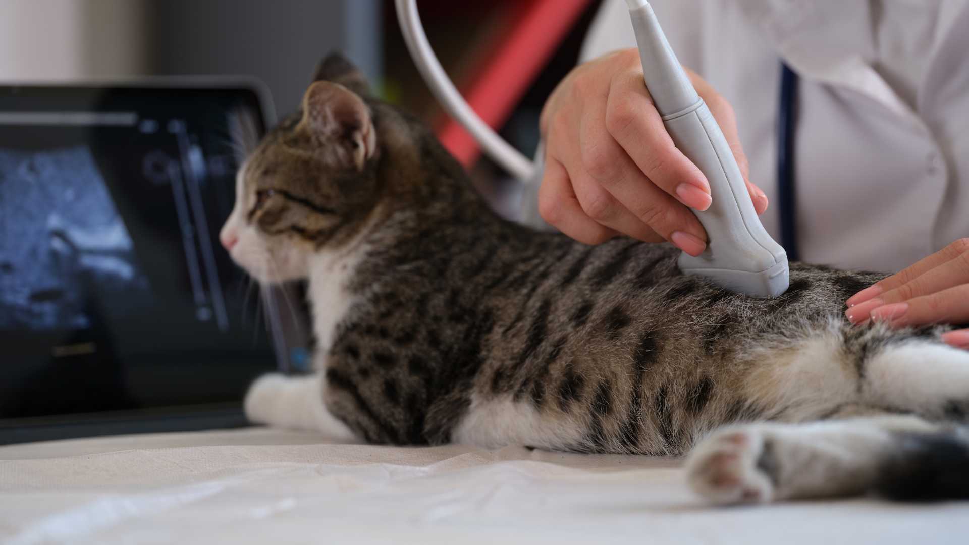 Explicación Veterinaria: ¿Qué es la ERC en gatos?