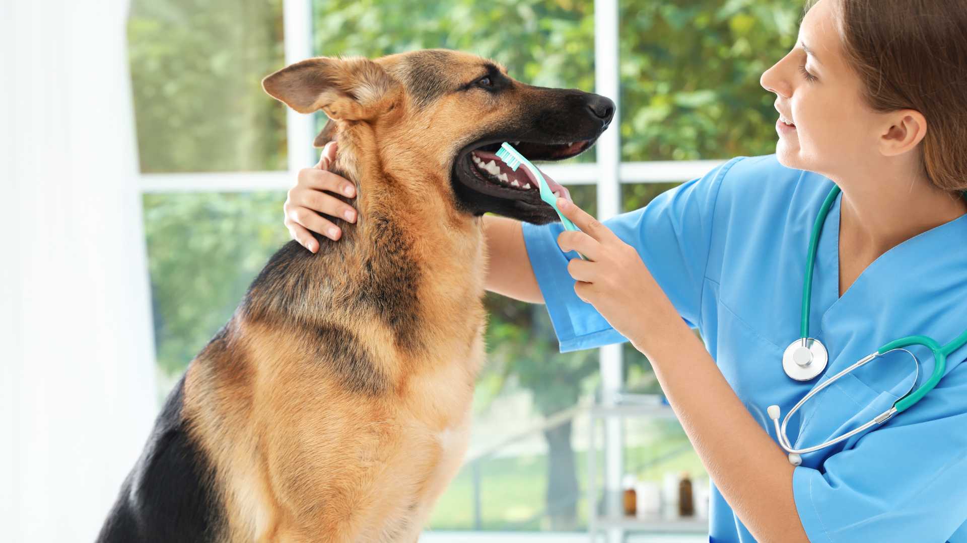 La importancia de la limpieza dental en mascotas: Visita nuestra clínica veterinaria