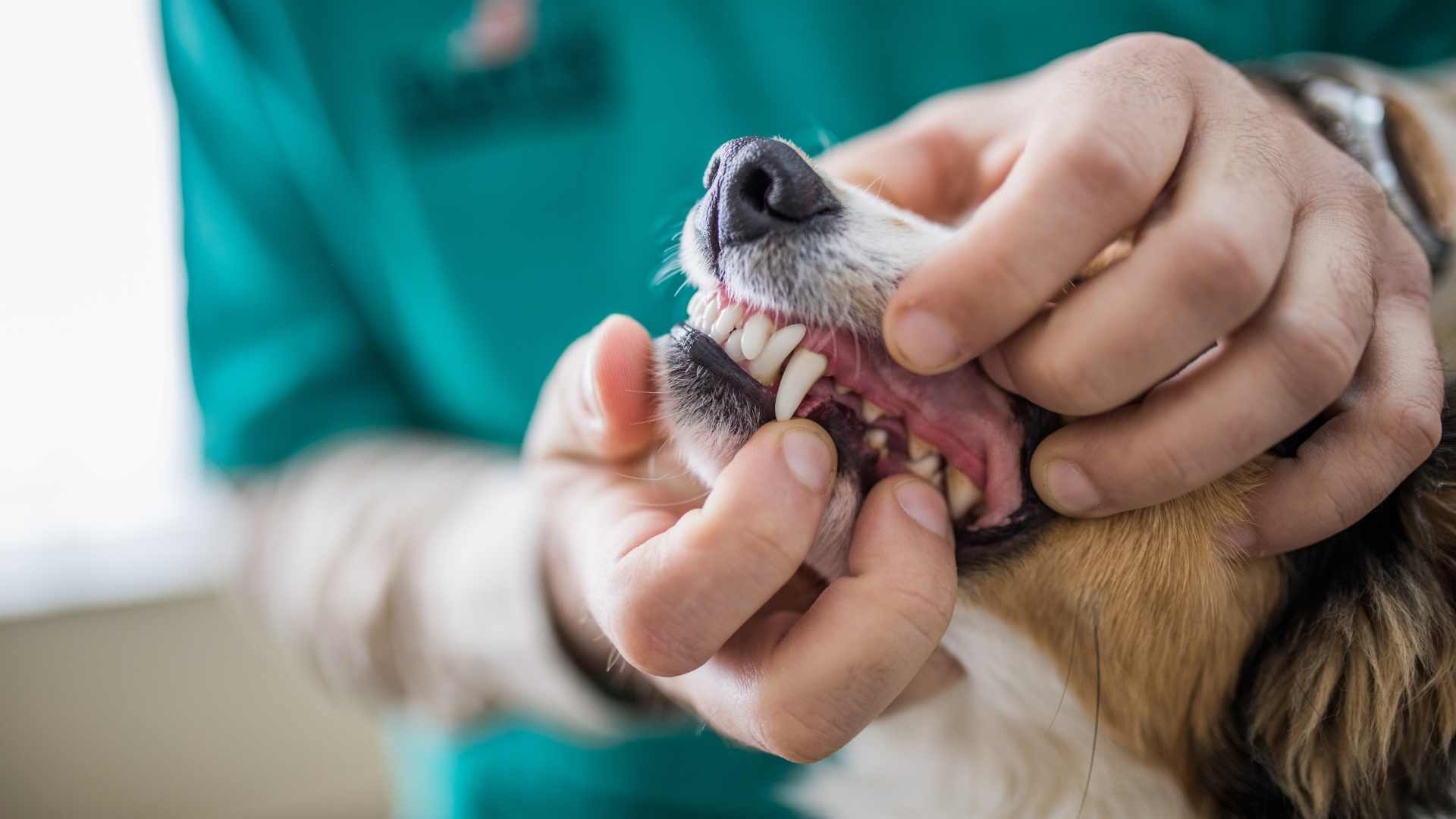 Salud dental: la importancia de la limpieza dental para perros y gatos