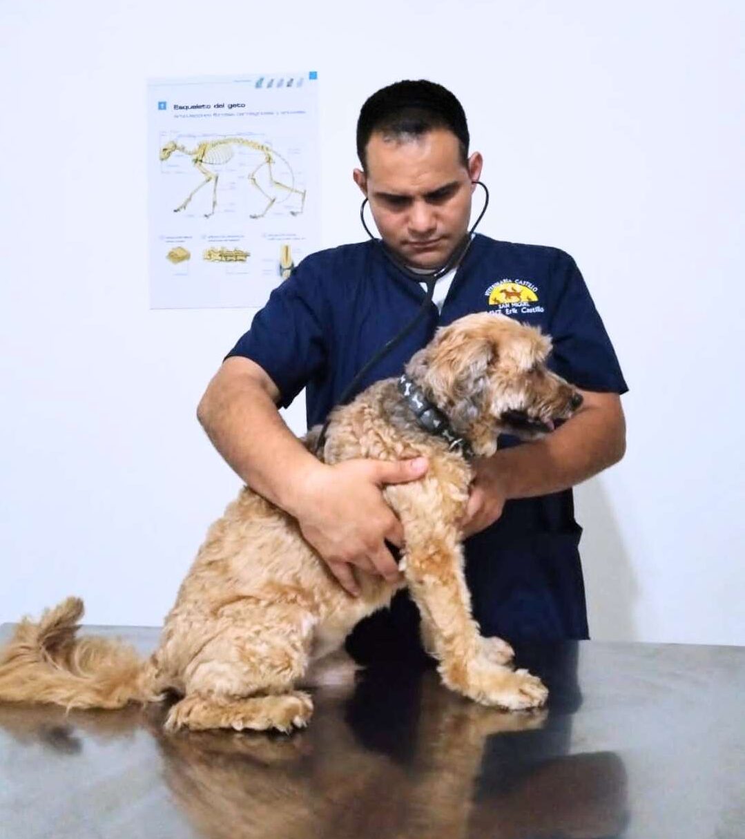 veterinario en san miguel